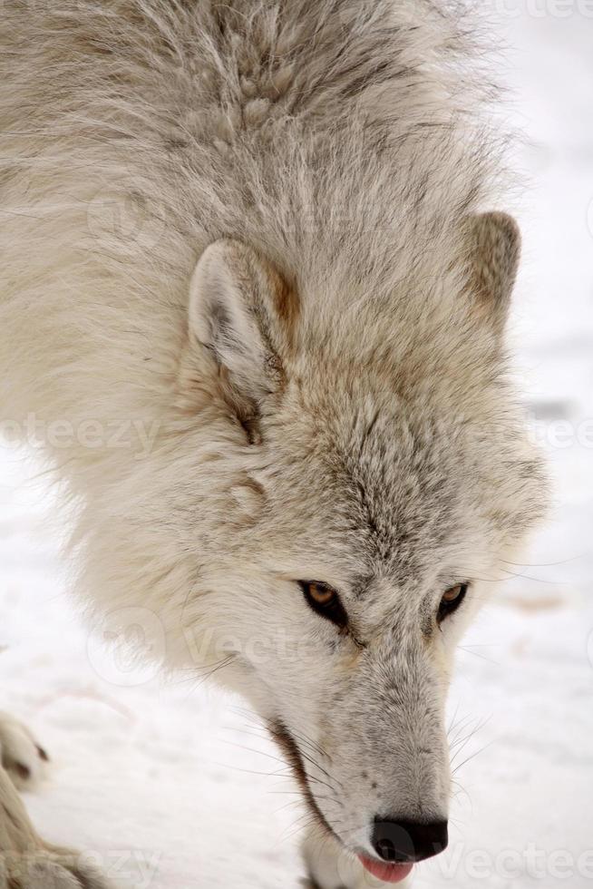 Arctic Wolf in winter photo