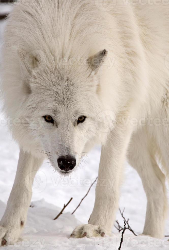 Arctic Wolf in winter photo