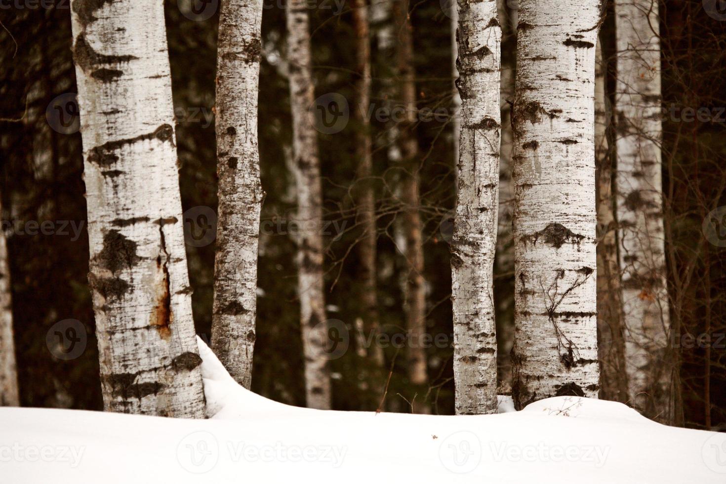 Aspen tree trunks in winter photo