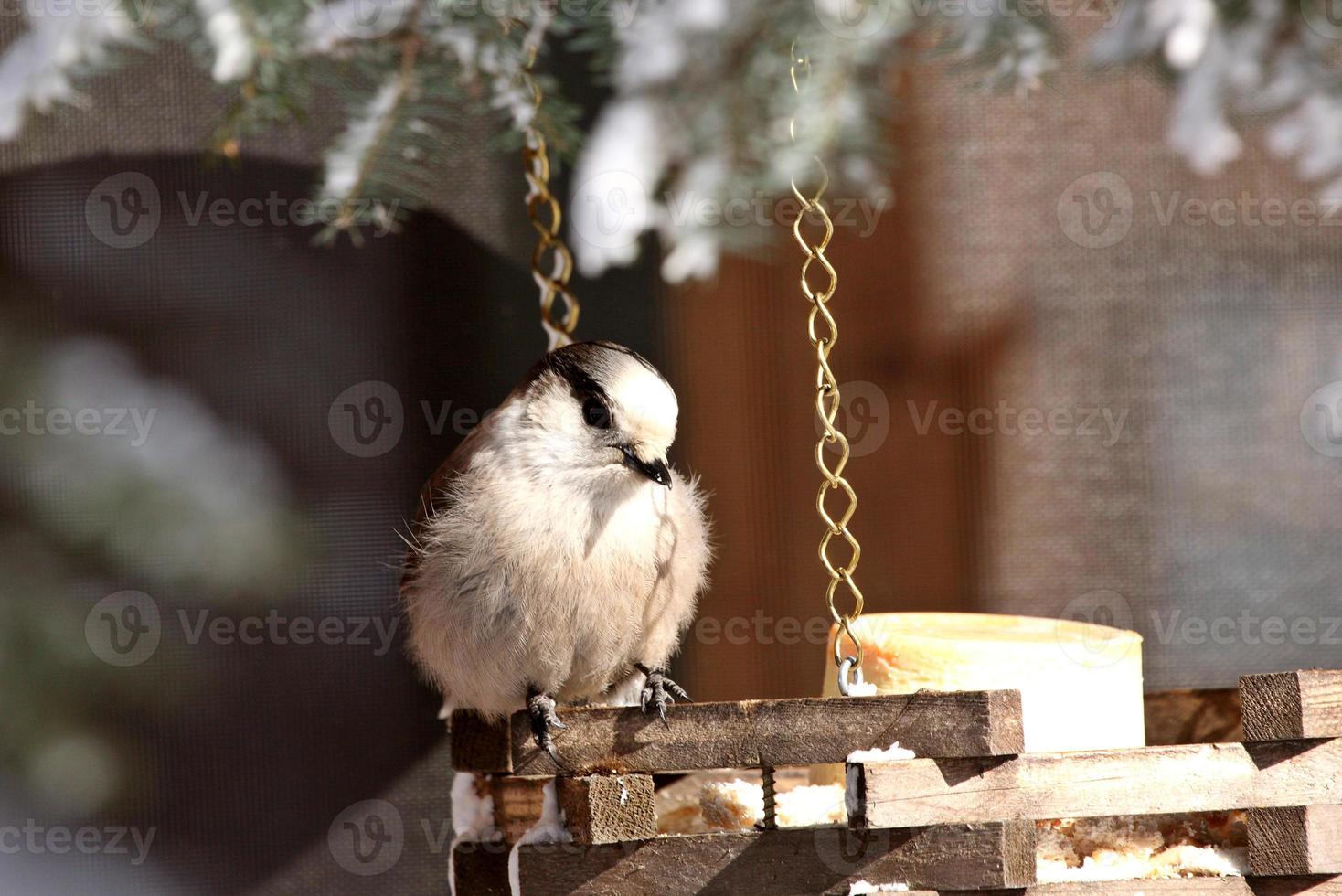 Gray Jay on bird feeder in winter photo