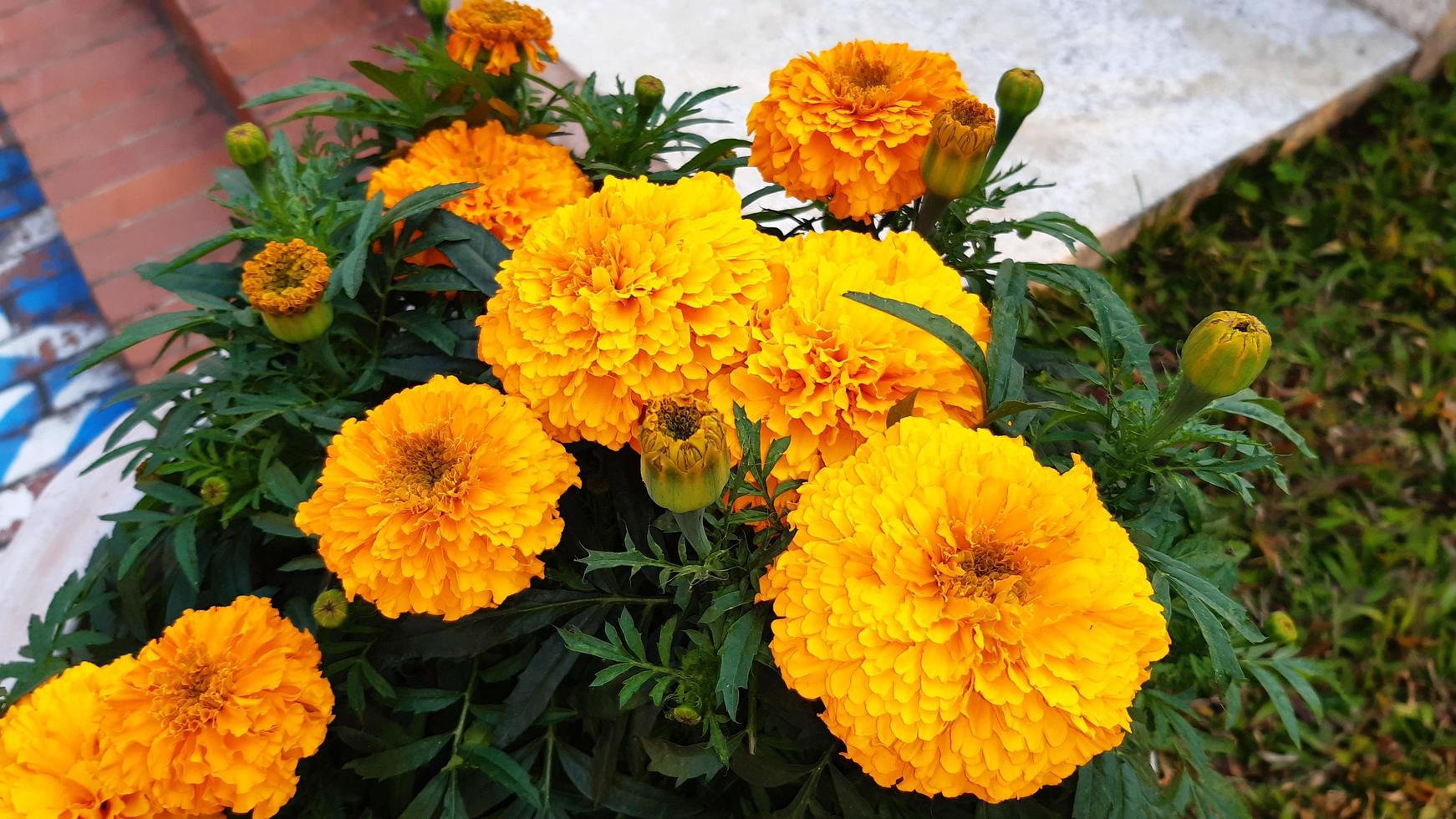 Spring blooming marigold flower photo