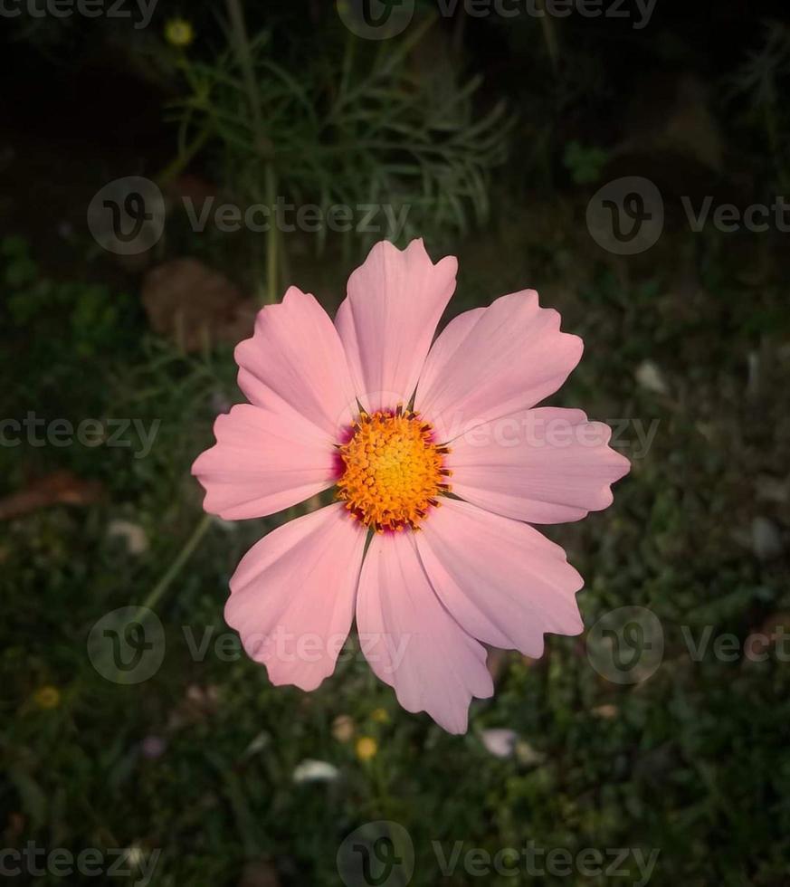 cosmos bipinnatus, comúnmente llamado cosmos del jardín, flor que florece en el jardín foto