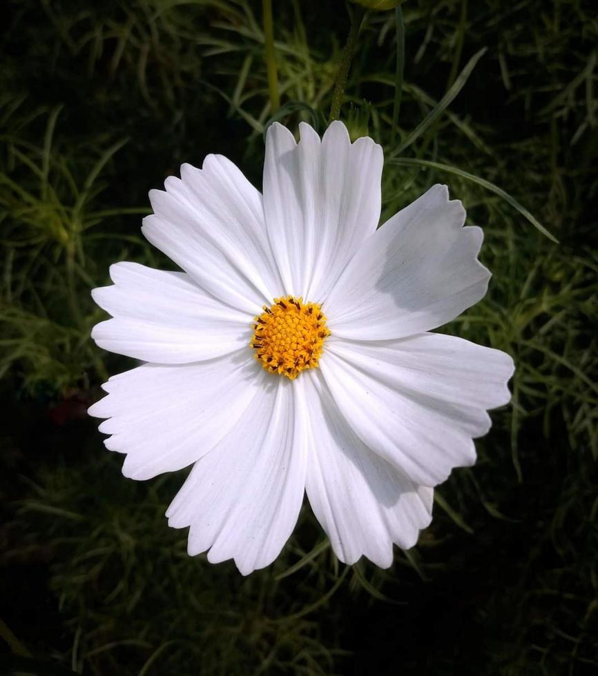 cosmos bipinnatus, comúnmente llamado cosmos del jardín, flor que florece en el jardín foto