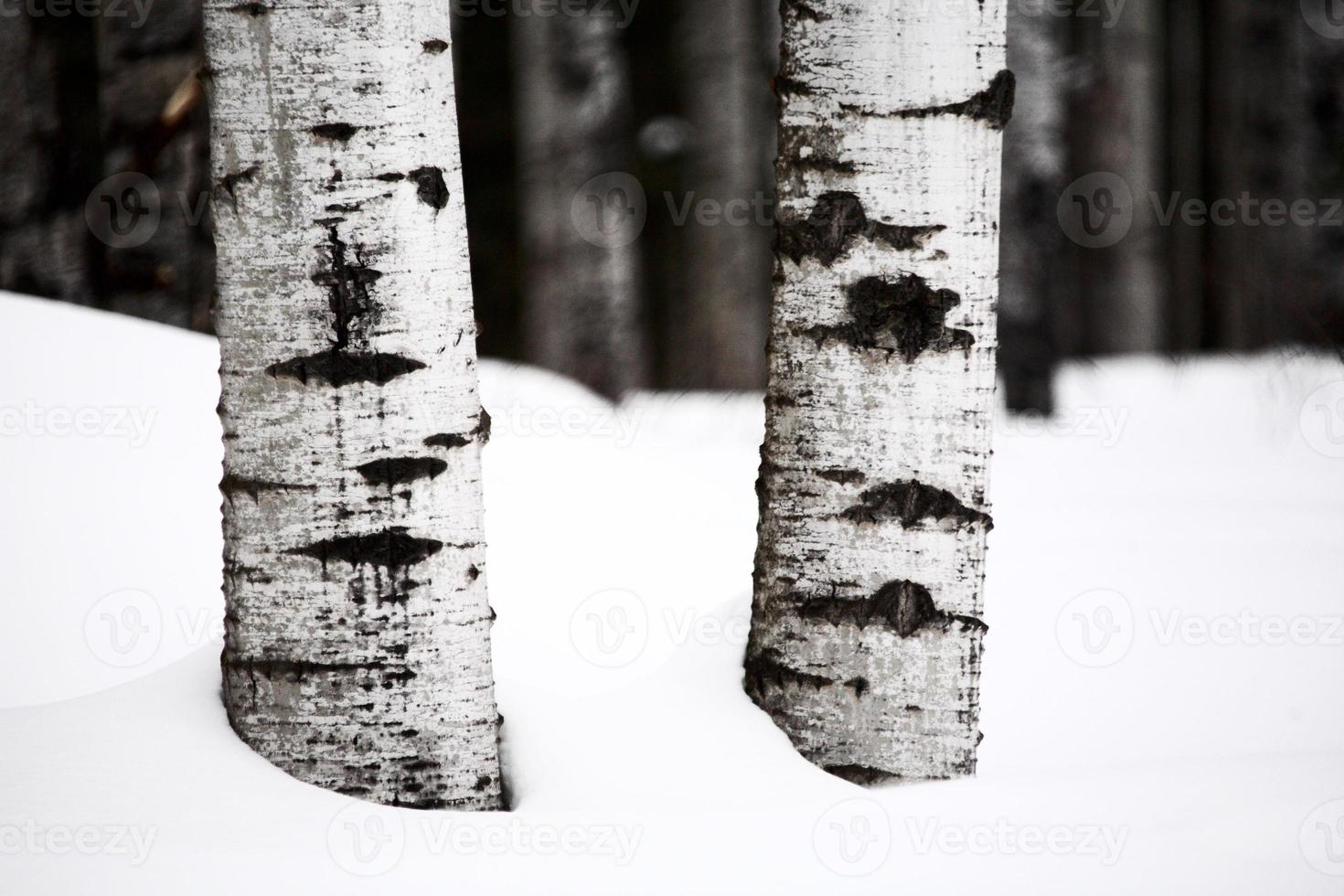 Aspen tree trunks in winter photo