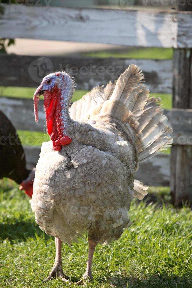 pavo doméstico bastante colorido en el pintoresco saskatchewan foto