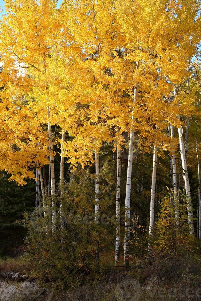 Aspen trees in fall photo