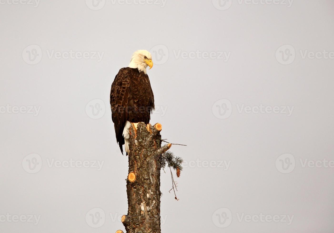 águila calva encaramado en el árbol foto
