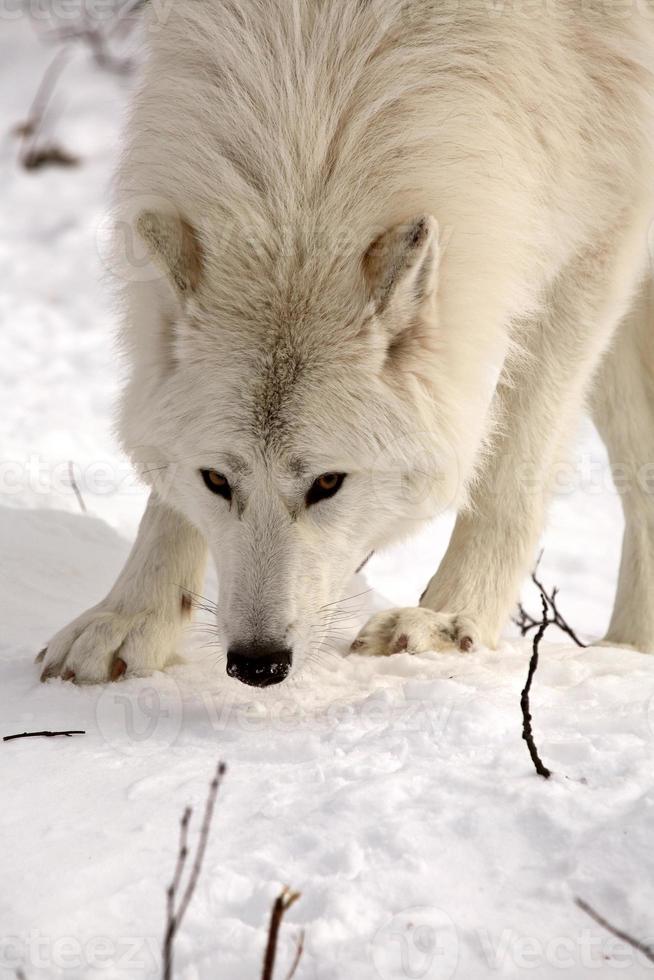 Arctic Wolf in winter photo