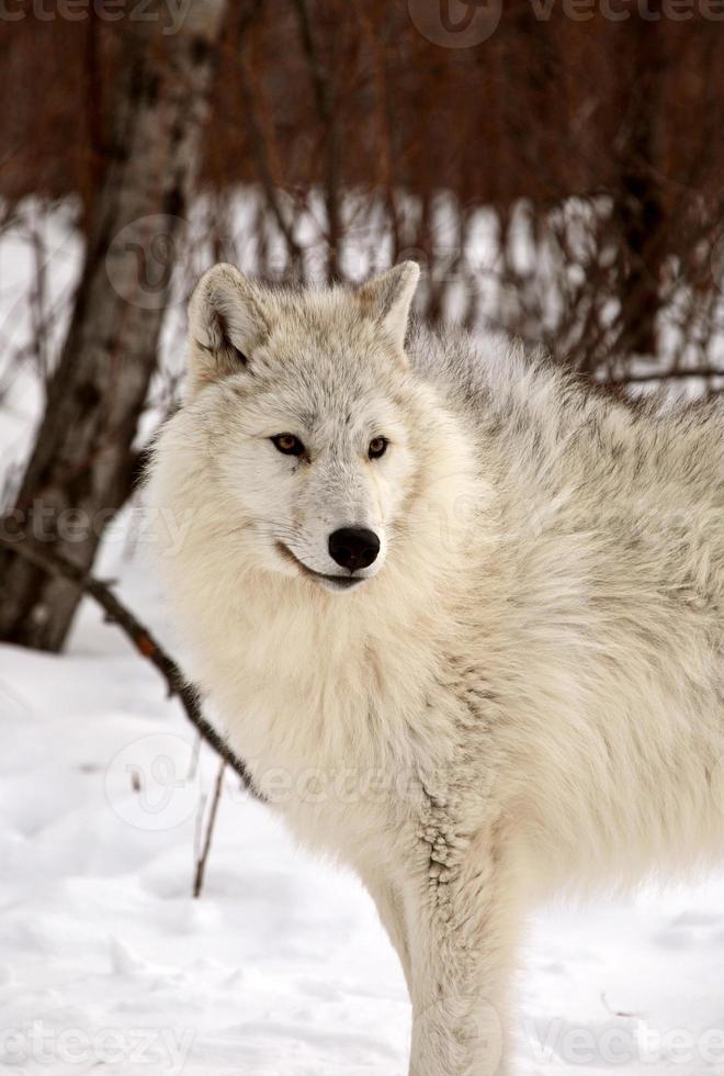 Arctic Wolf in winter photo