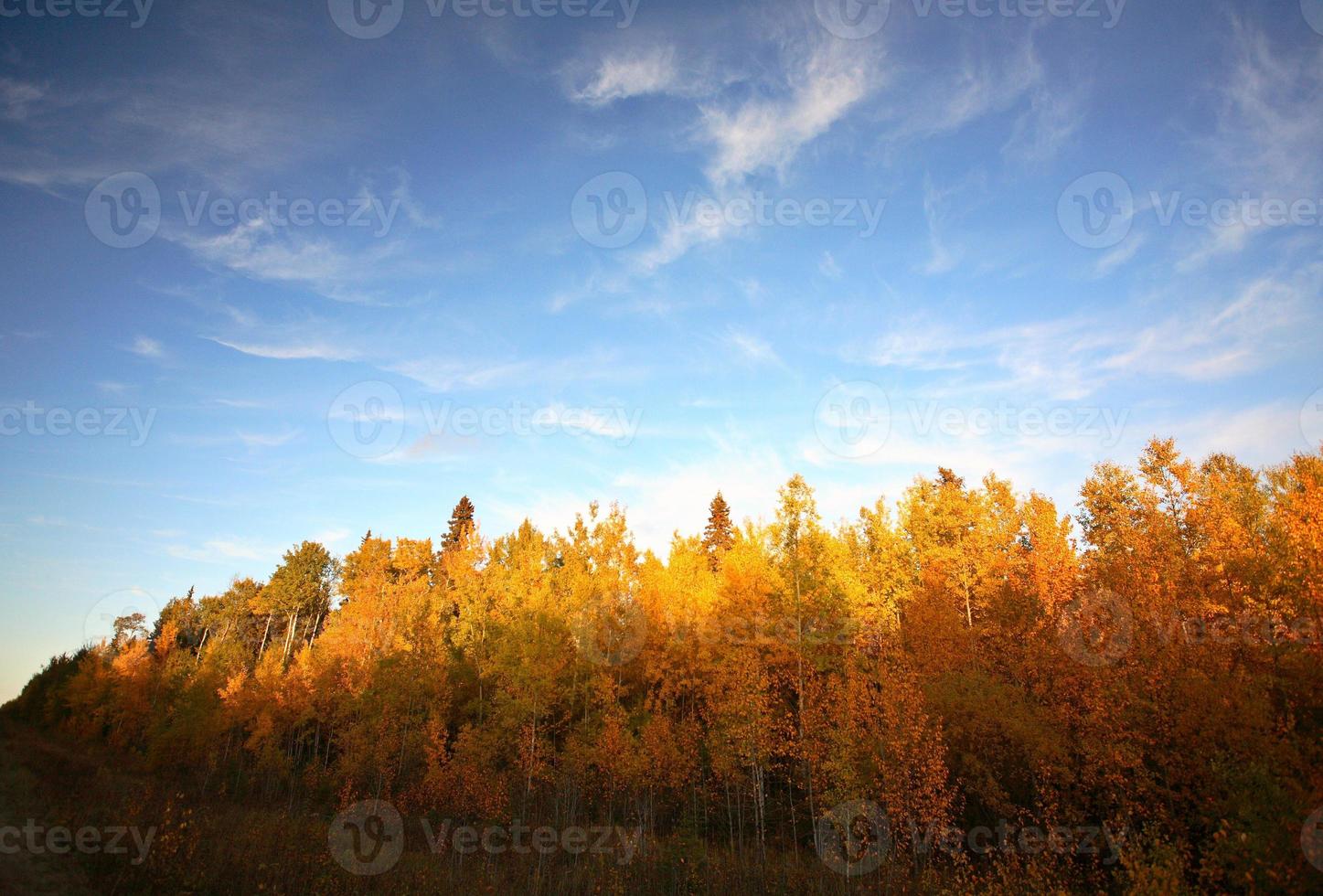 Changing leaves of autumn in Saskatchewan photo