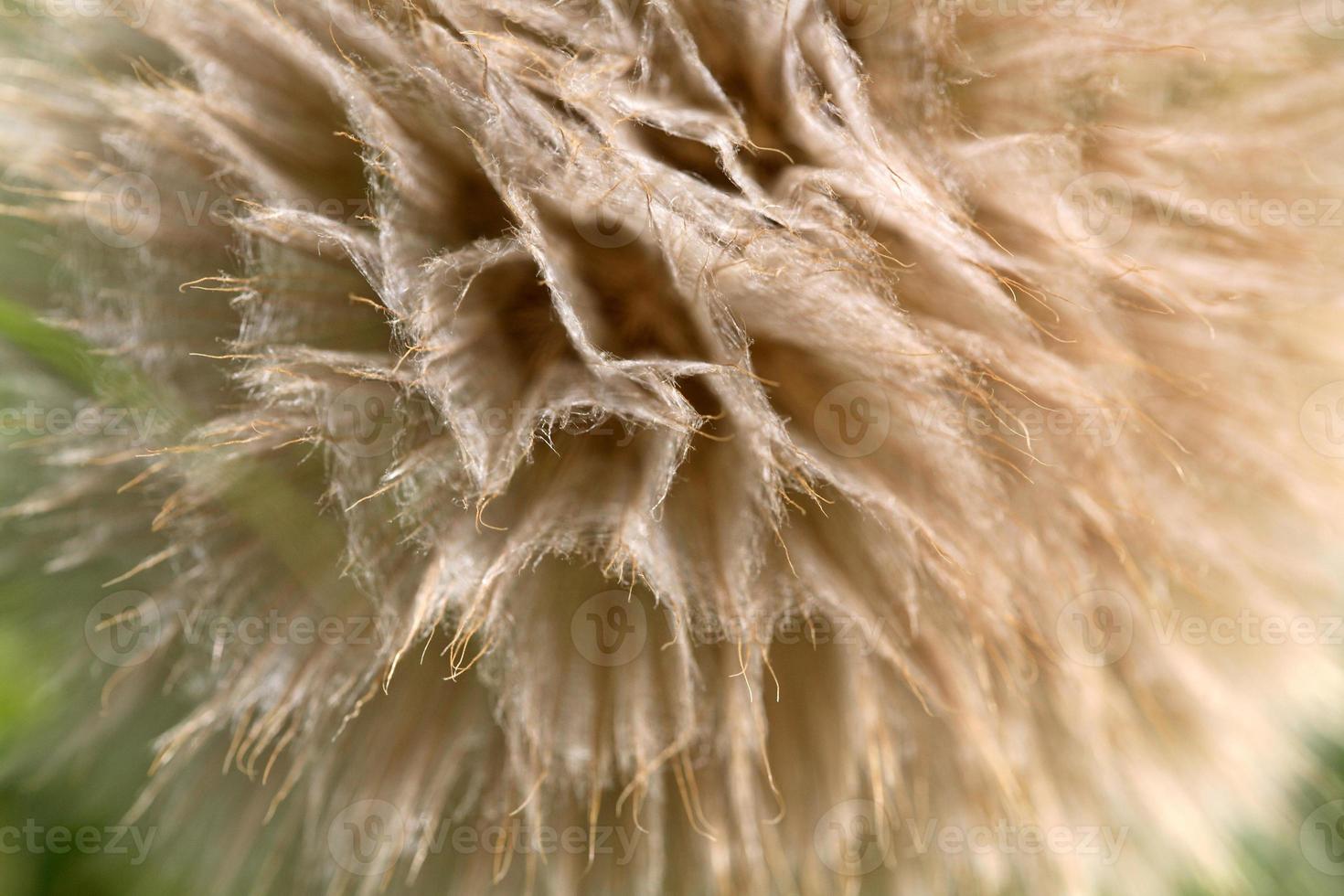 Dandelion puffball found along Saskatchewan country road photo