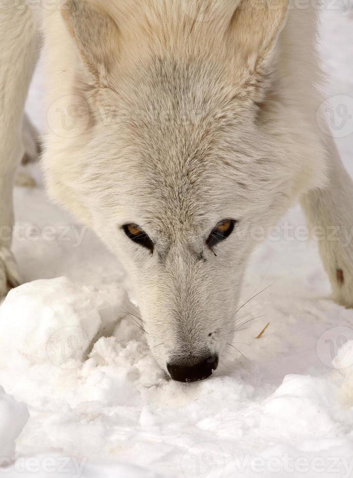 Arctic Wolf in winter photo