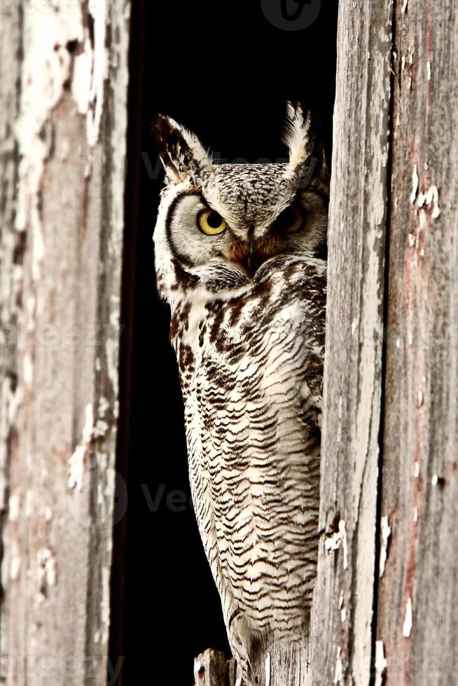 Great Horned Owl perched in barn window photo