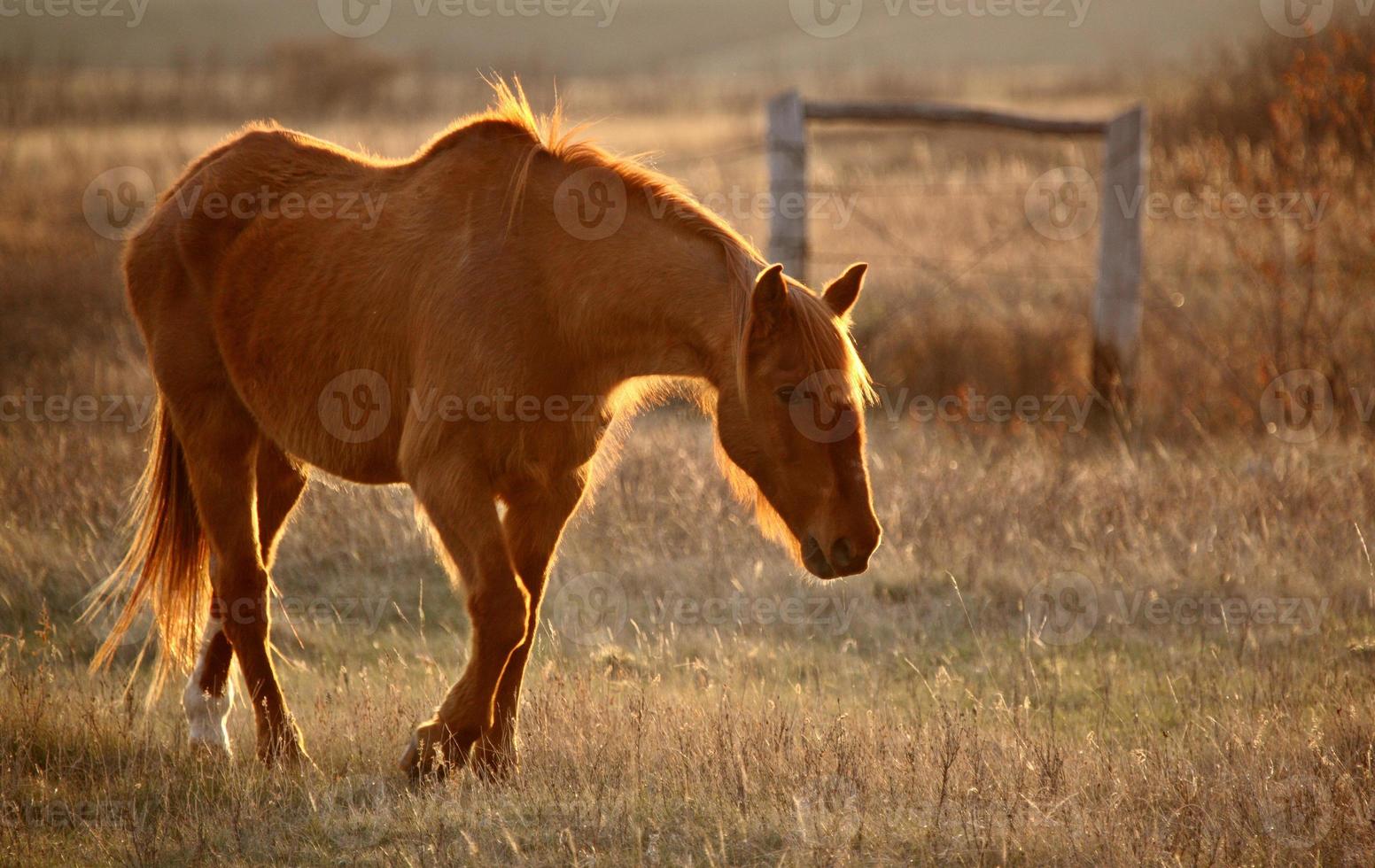 caballo en pasto foto