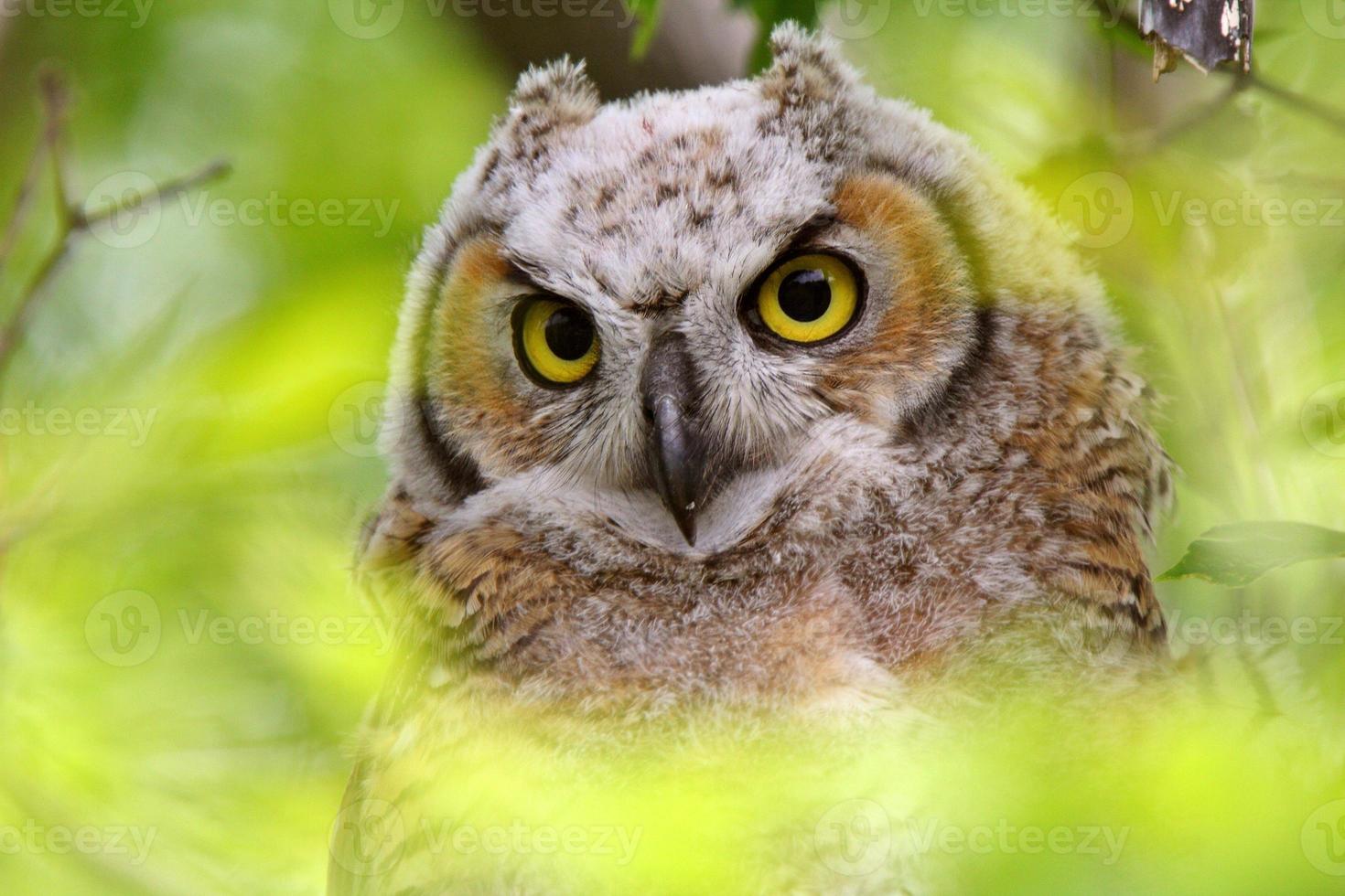 Great Horned Owl fledgling perched in tree photo