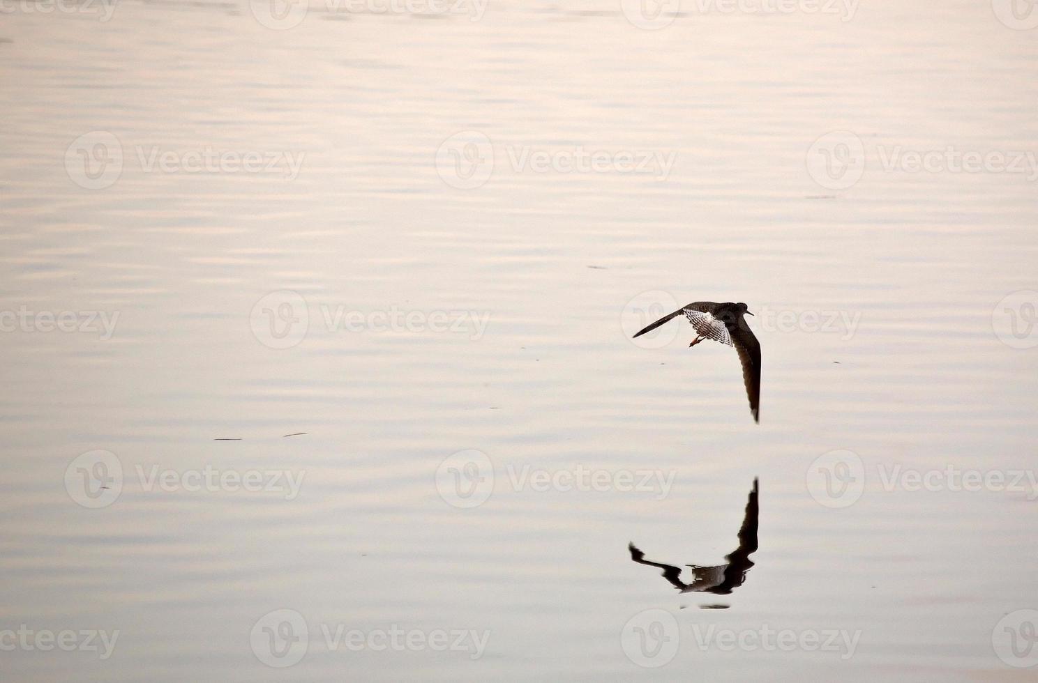 flying bird reflected on roadside pond photo