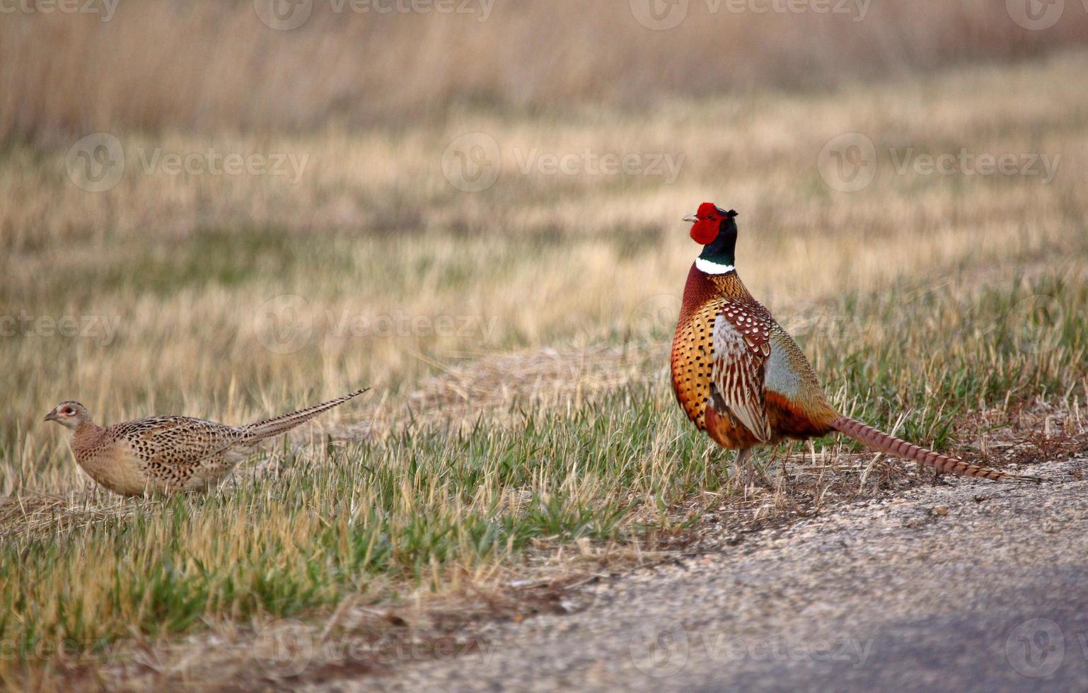 Male and female Ring necked Pheasants beside a country road photo