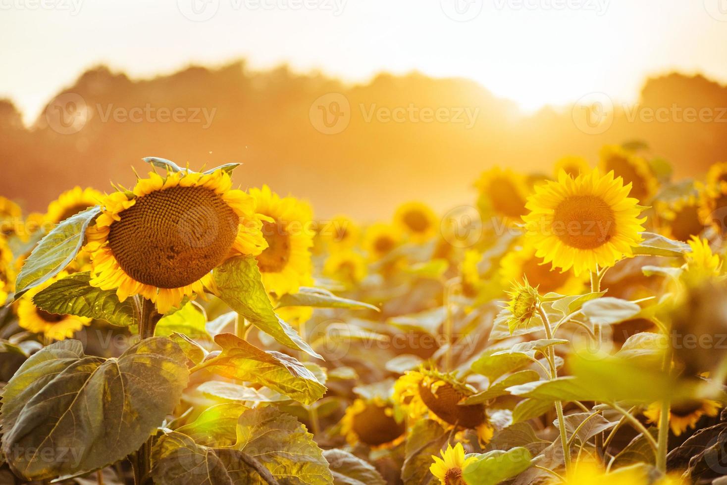 Sunflower field at sunset. Filtered Instagram effect photo