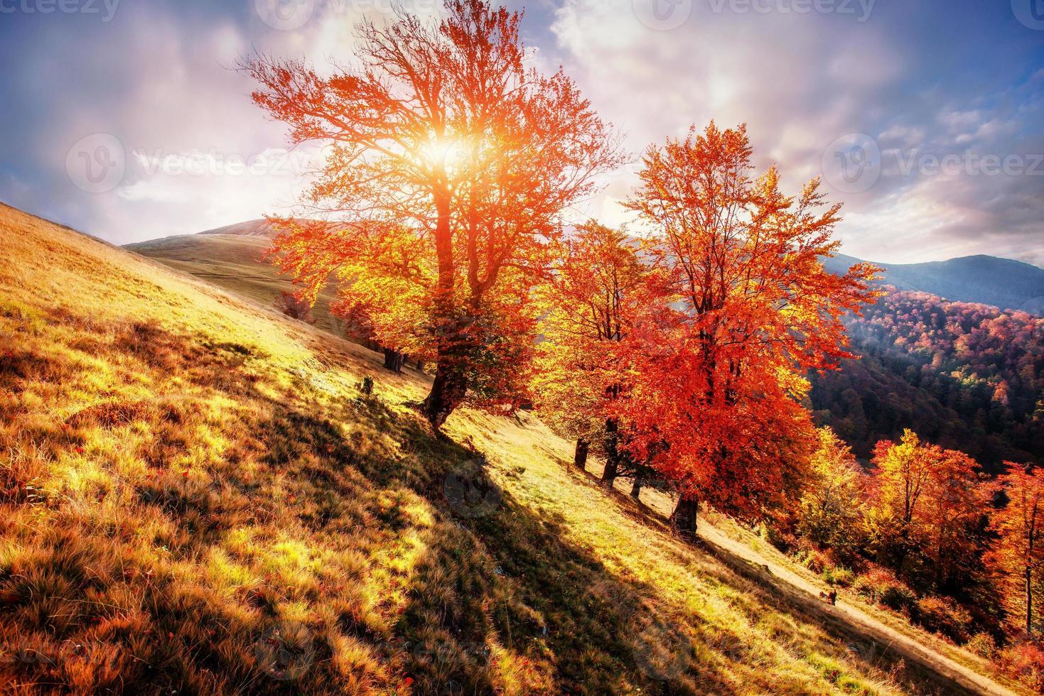 birch forest in sunny afternoon while autumn season. Autumn Landscape. Ukraine photo