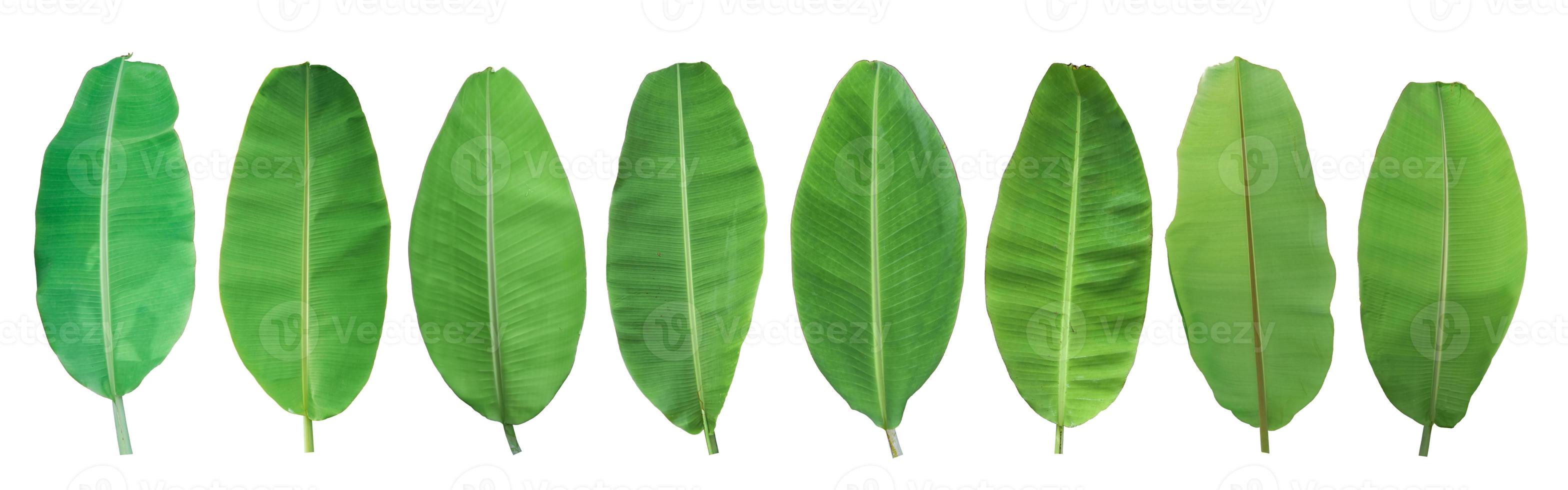 Set of green banana leaf isolated on white background. with clipping path photo