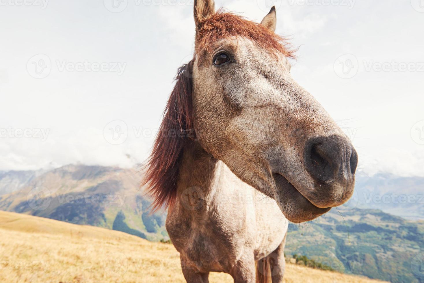 un caballo de color bayo y blanco con una larga melena rubia foto
