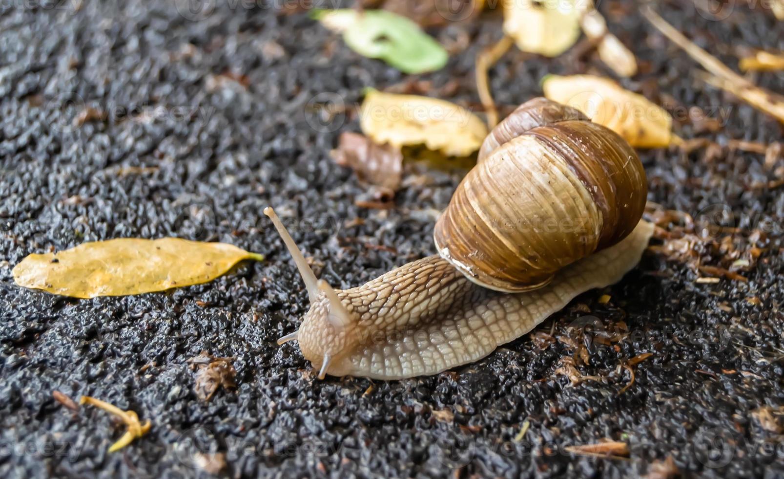 Big garden snail in shell crawling on wet road photo
