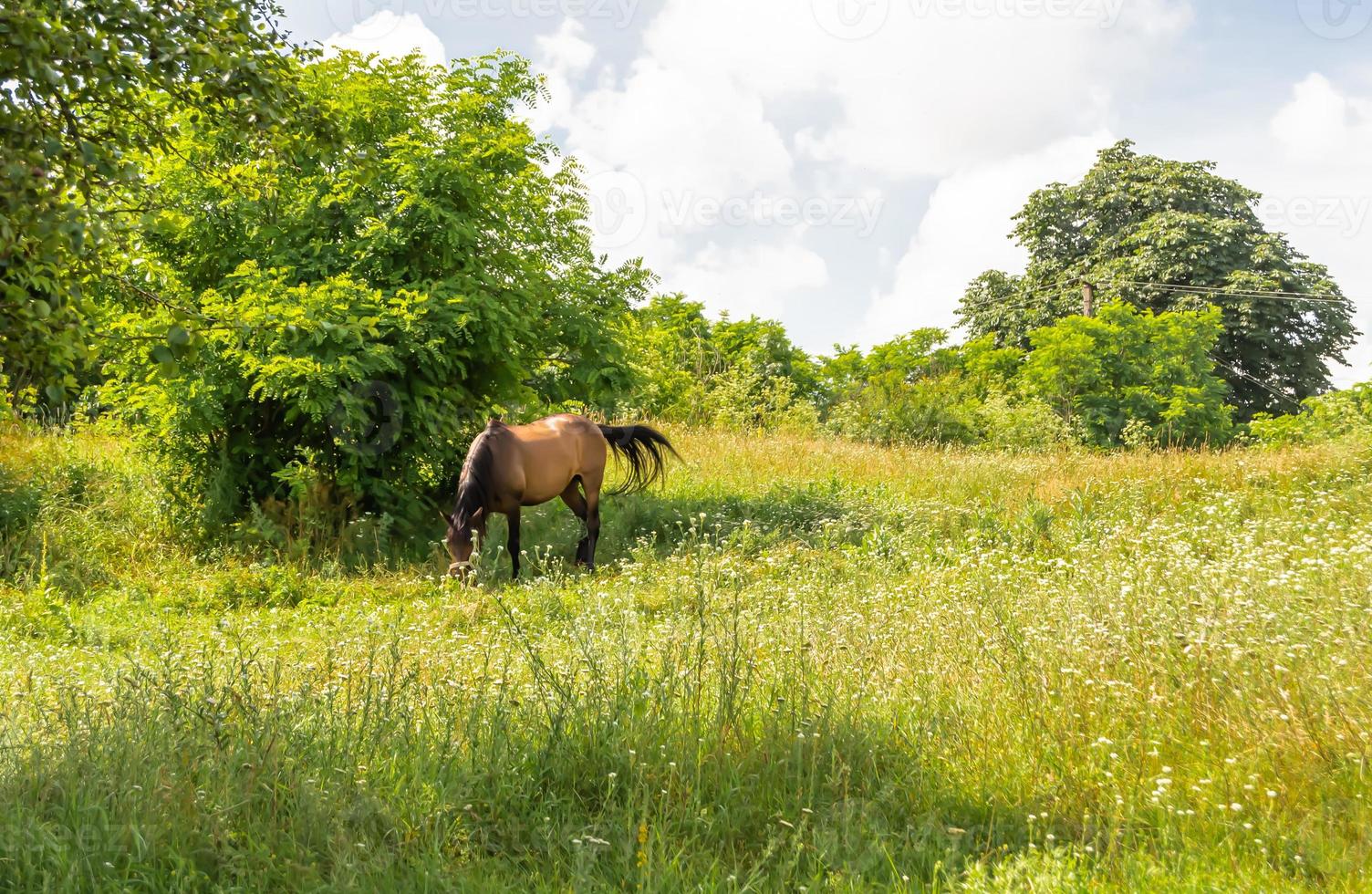 Hermoso semental de caballo marrón salvaje en la pradera de flores de verano foto