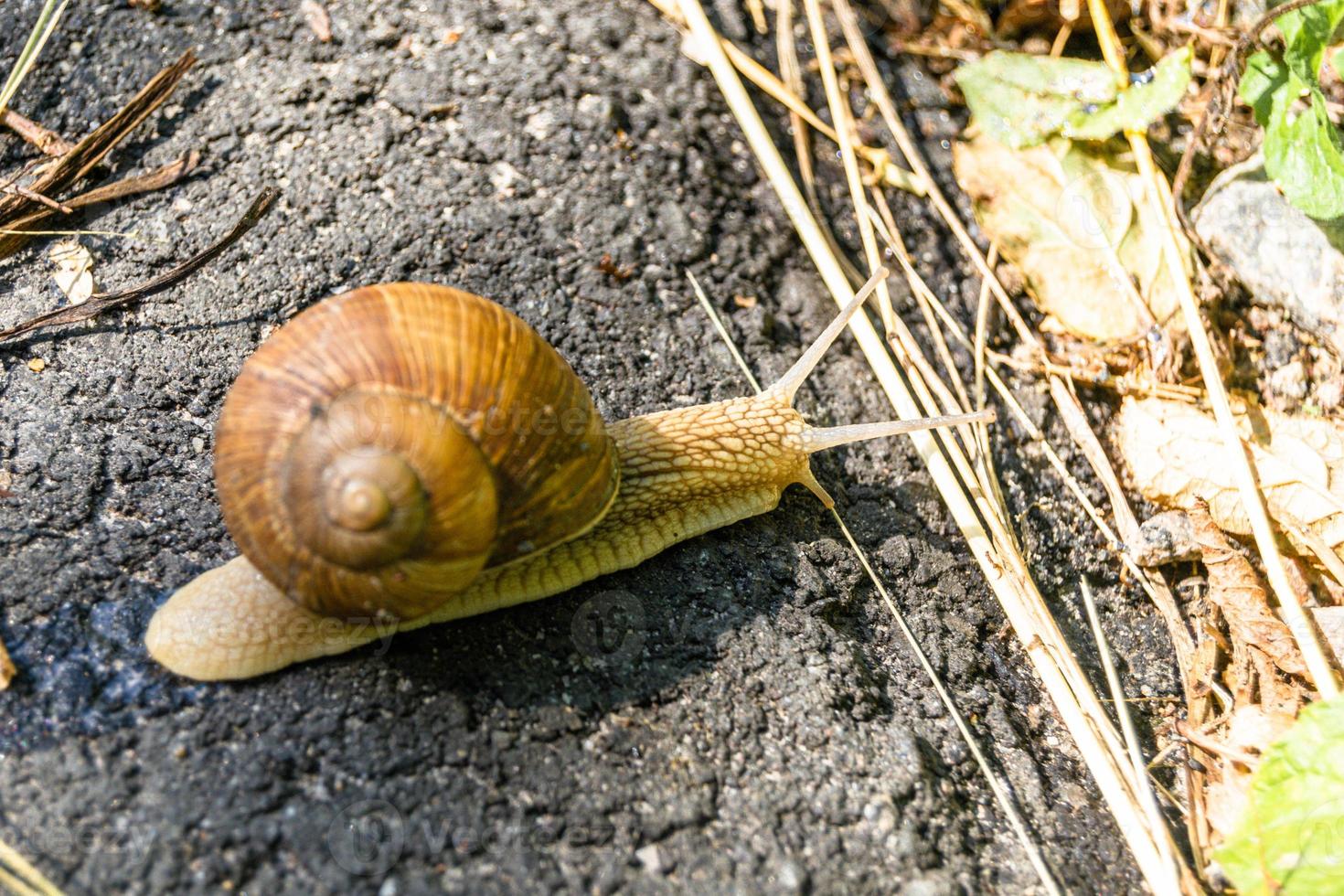 Big garden snail in shell crawling on wet road photo