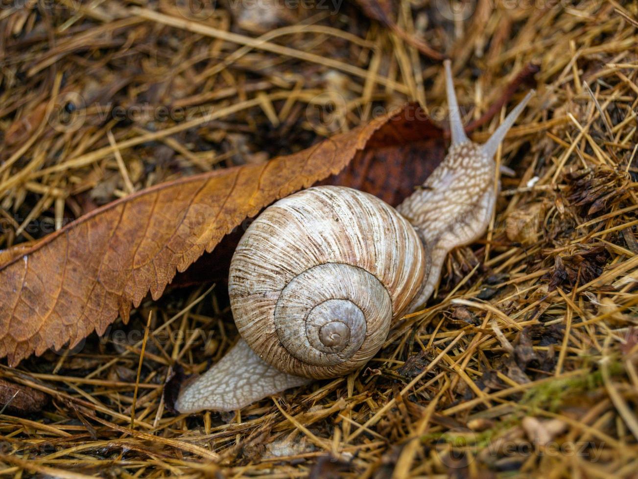 Caracol de jardín grande con concha arrastrándose sobre carretera mojada foto