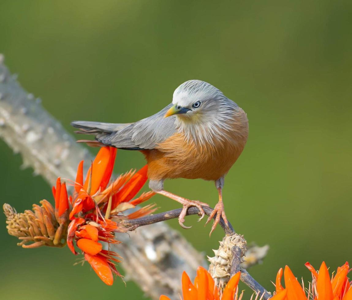 el estornino de cola castaña, también llamado estornino de cabeza gris o myna de cabeza gris sentado en una rama. foto