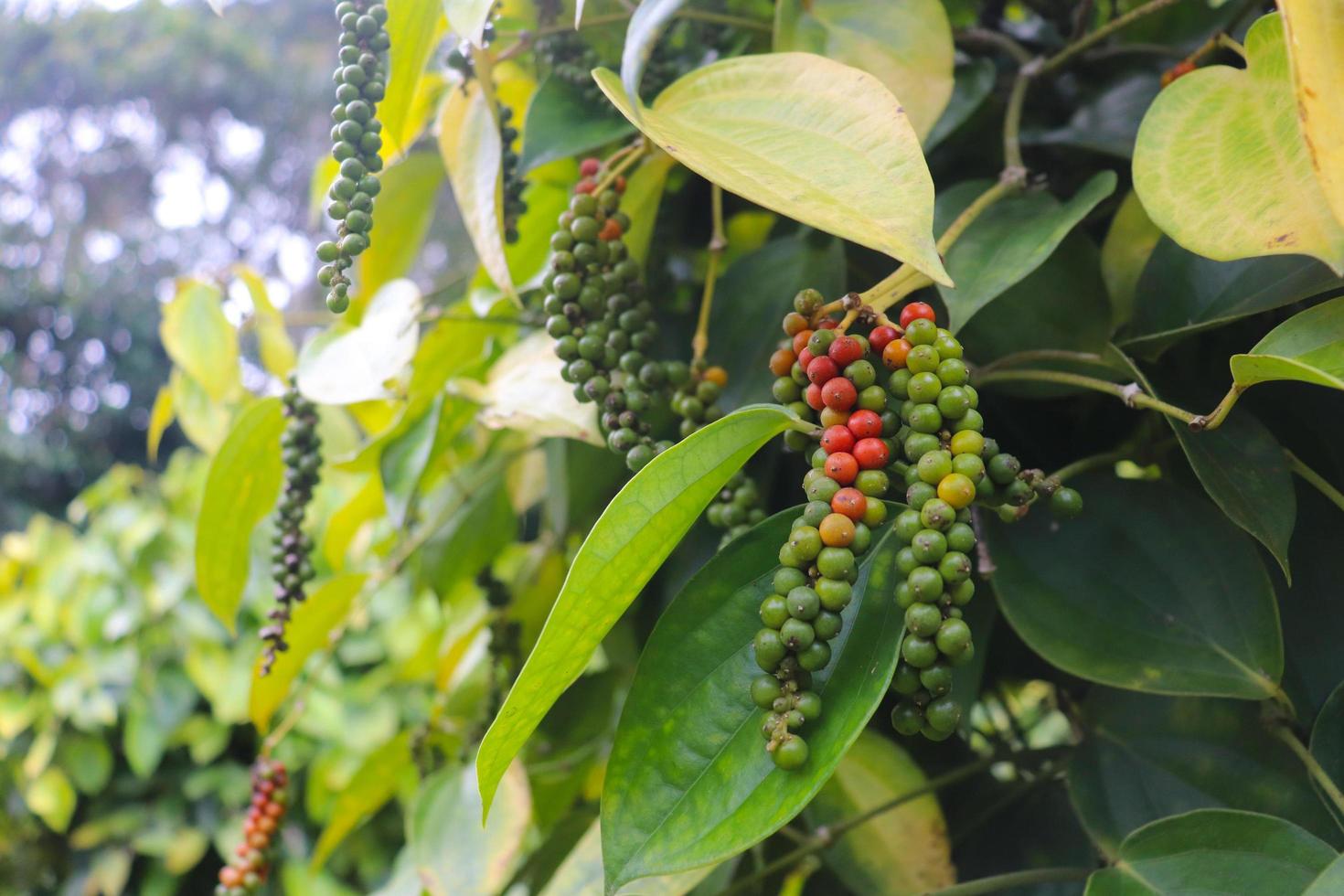 red and green peppers that are still attached to the tree photo