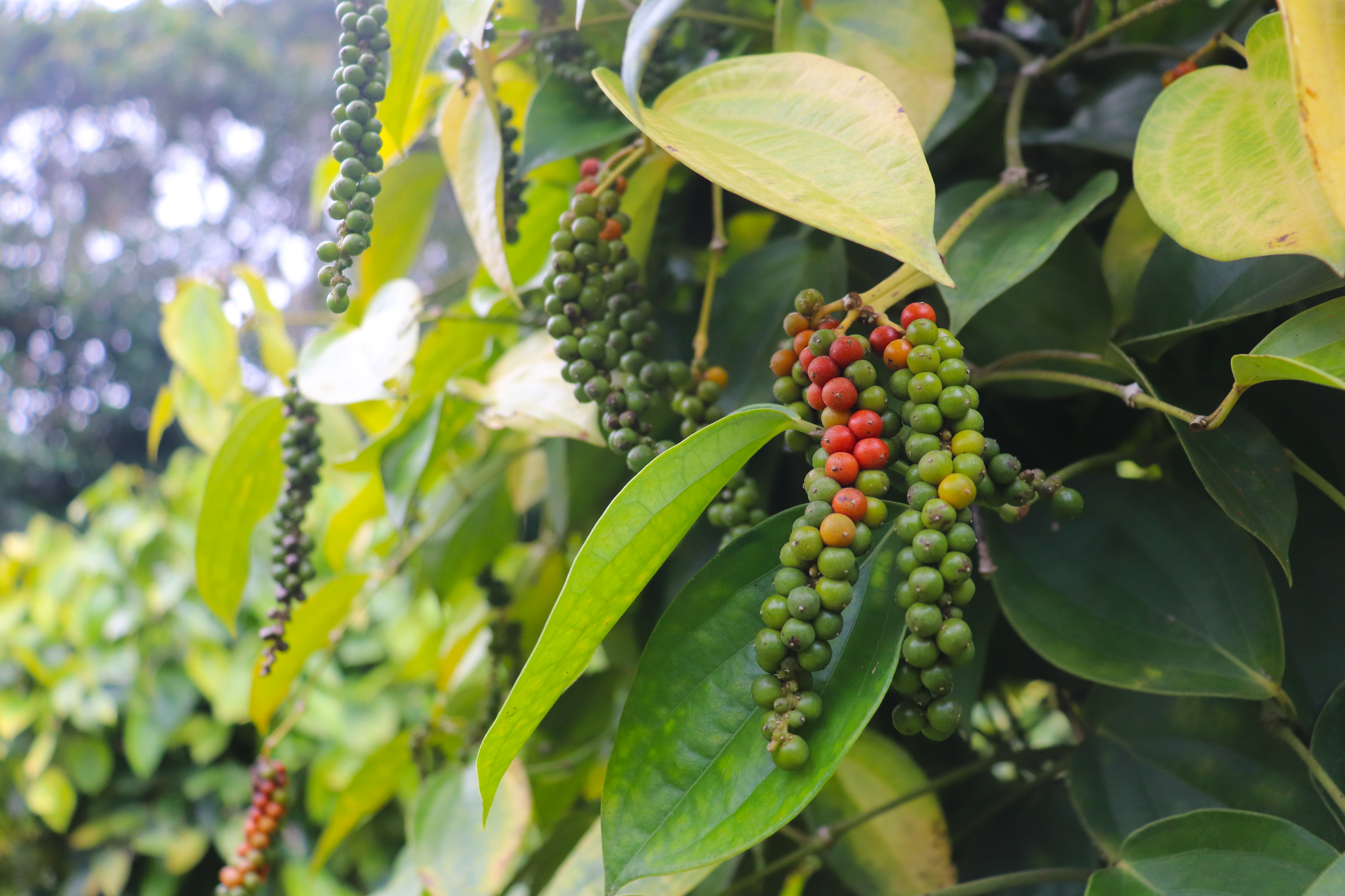 Black Pepper Tree Stock Photos, Images and Backgrounds for Free Download