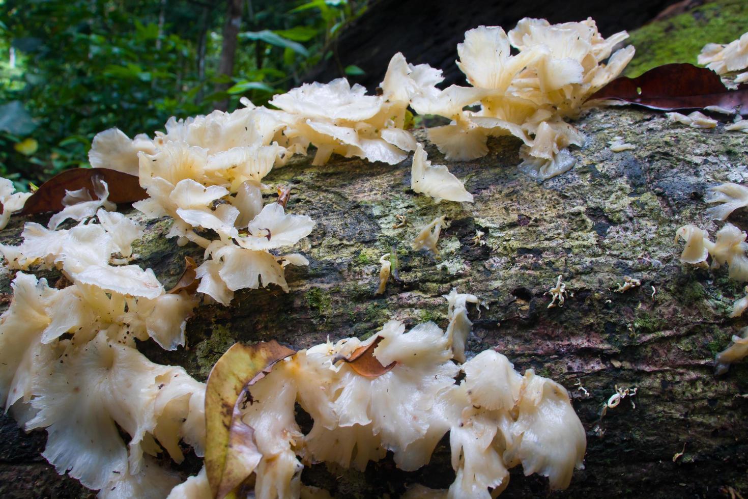 poisonous mushroom that grows wild in the tropical rain forest photo