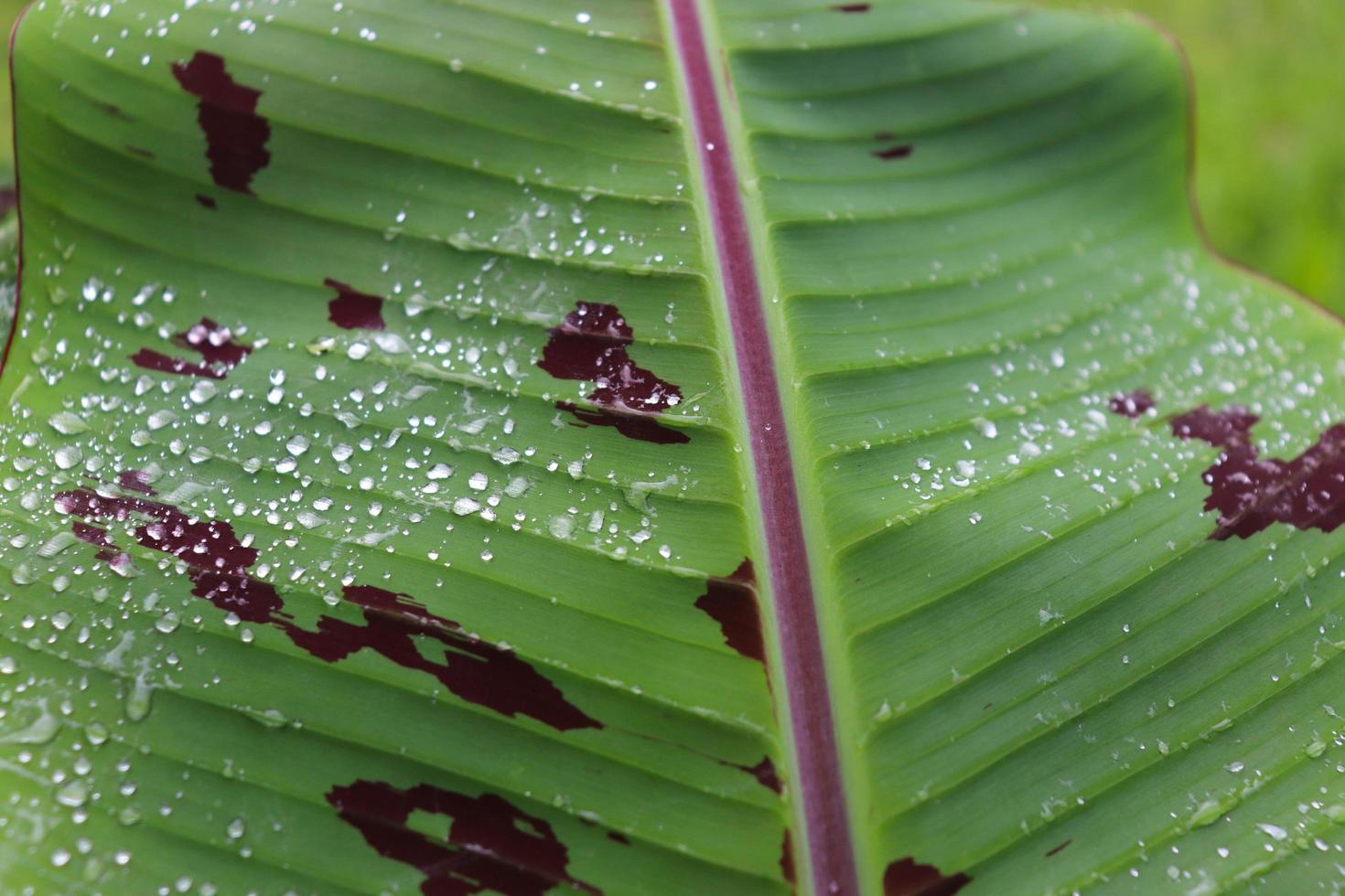 green forest banana leaf texture with dark red pattern photo