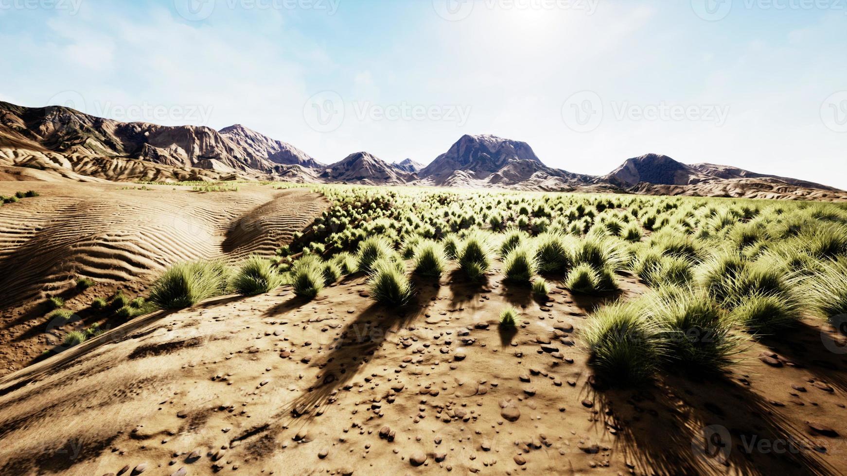 Flat desert with bush and grass photo