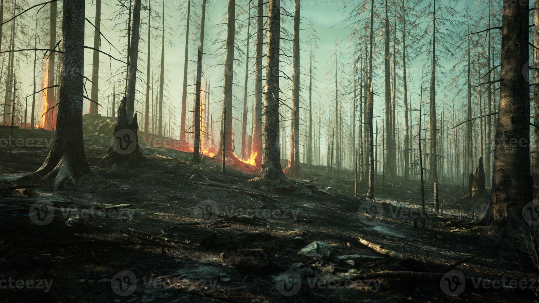 Wildfire burns ground in forest photo