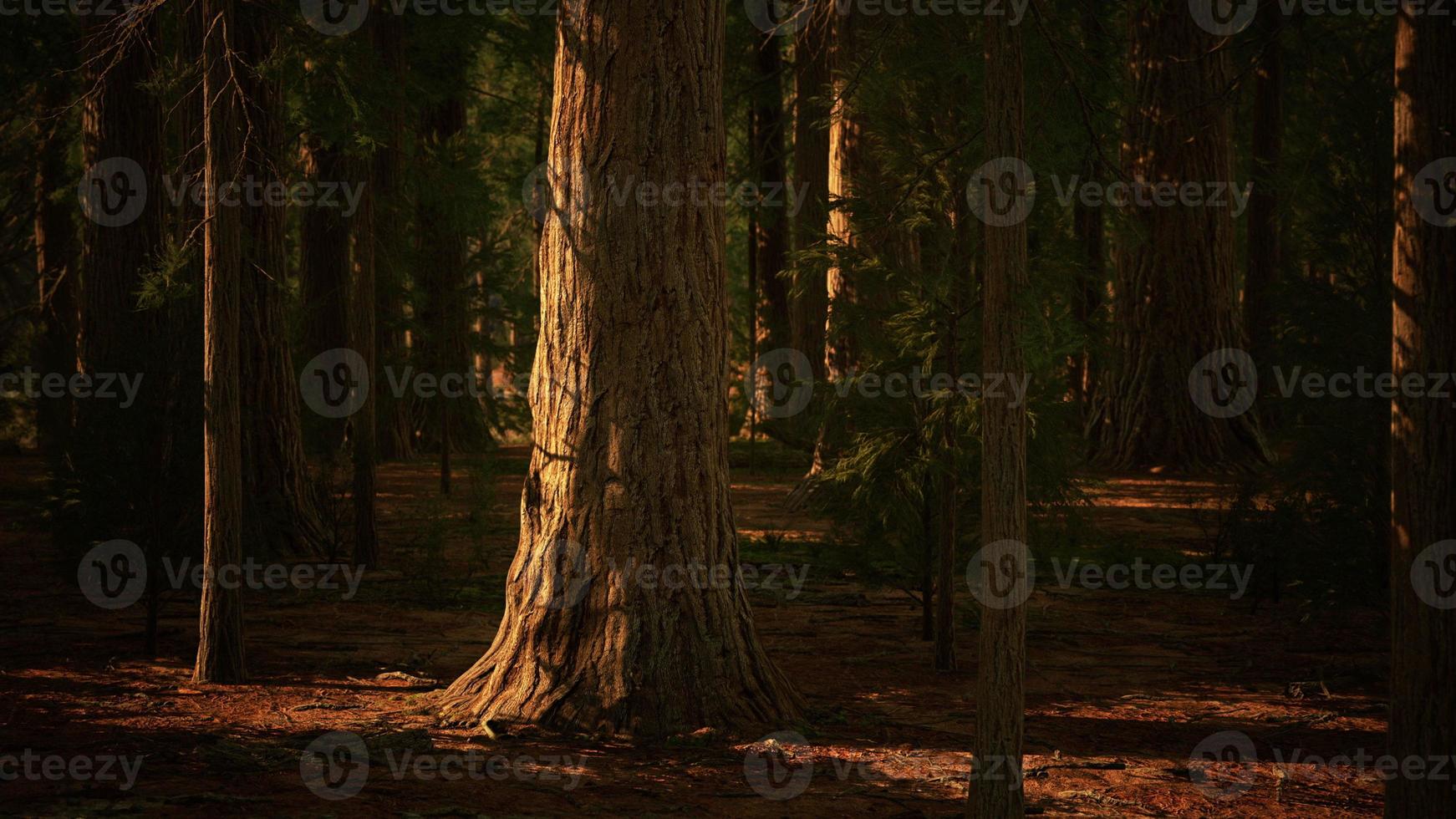 Sequoia Tree in Yosemite National Park photo