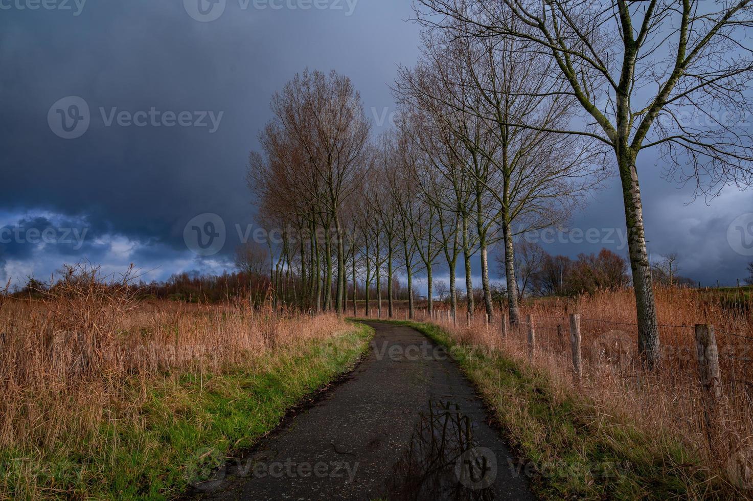 Footpath between the trees photo