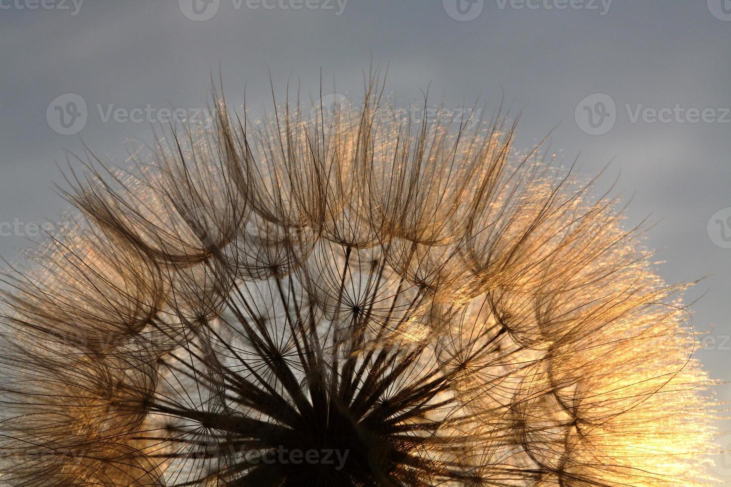 Sunlit goatsbeard seed pod in scenic Saskatchewan photo