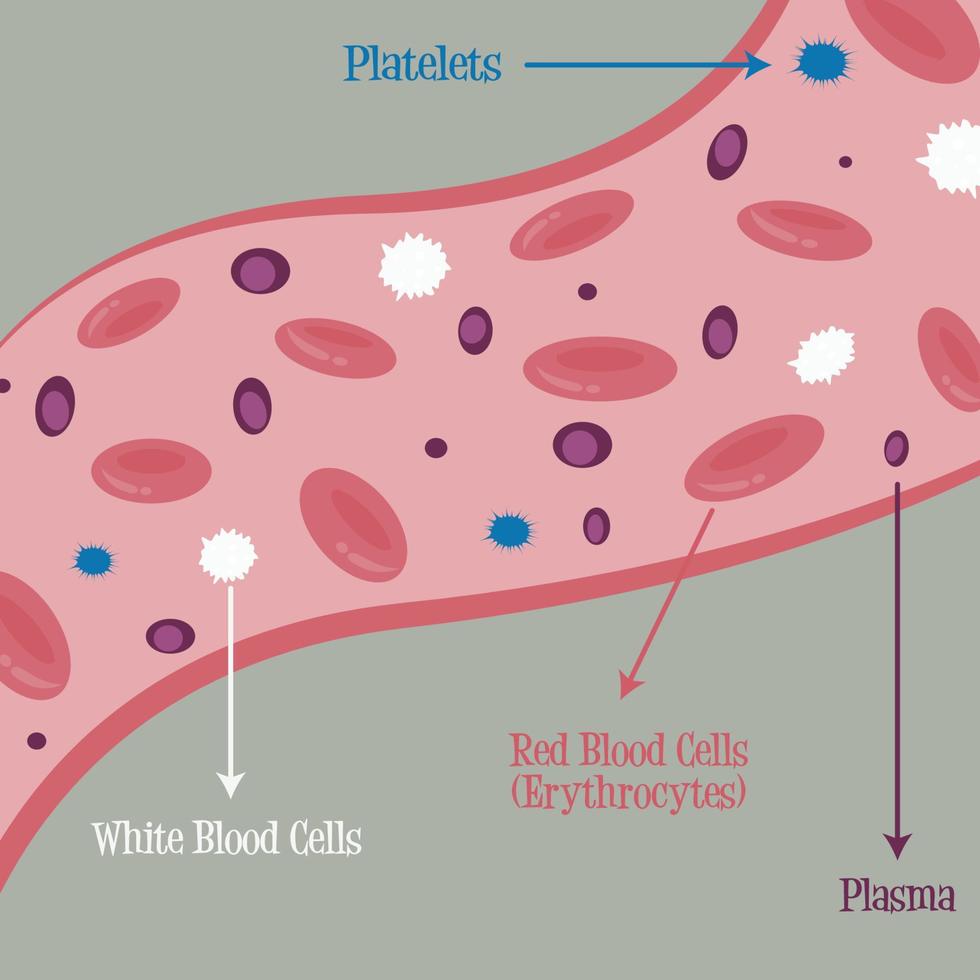 components of blood stream vector