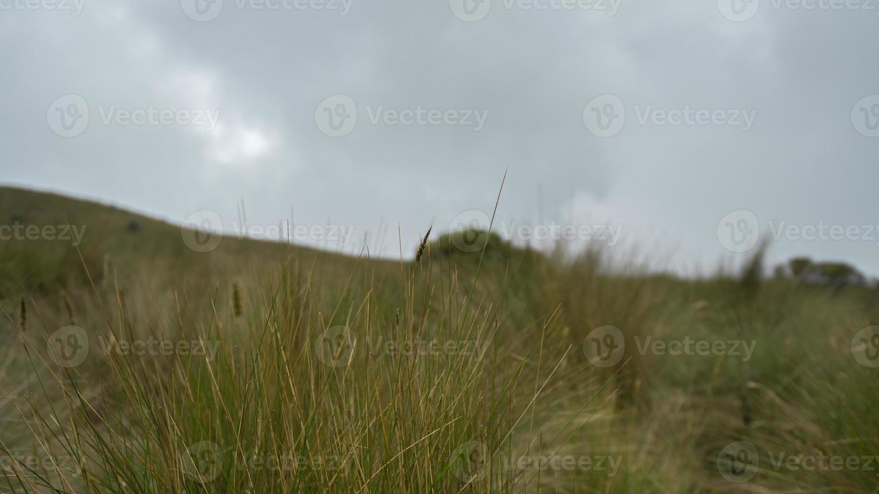 Andean paramo landscape on the slopes of the Pichincha volcano without people on a very cloudy day photo