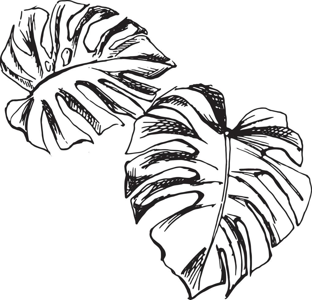 Vector sketch black and white monstera leaves, based on hand-drawn sketches