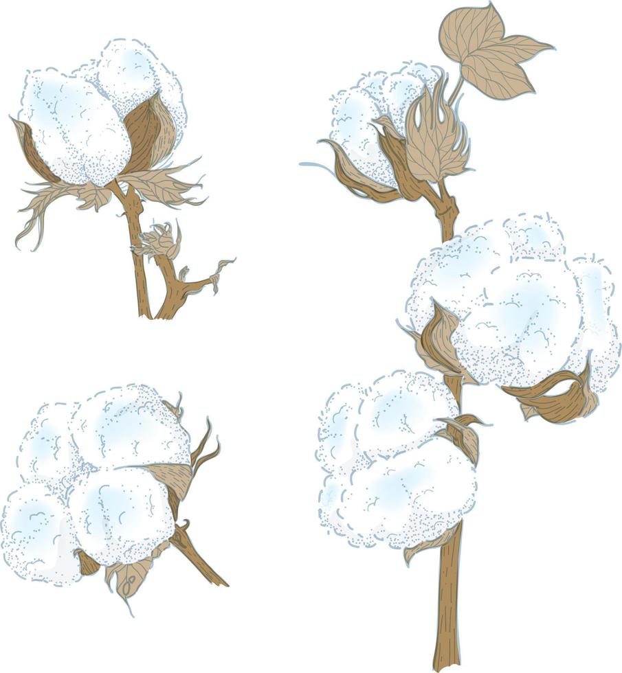 Cotton plant set vector image