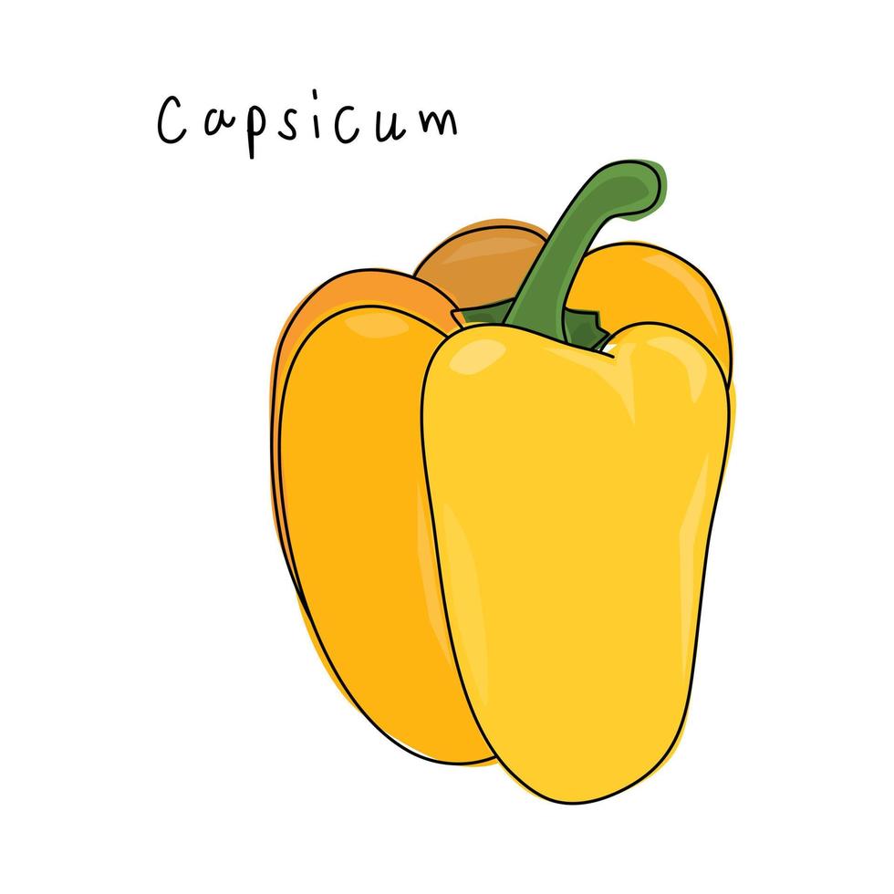 Yellow sweet peppers, capsicum on a white background. Sweet pepper vector. Hand drawn vector. vector