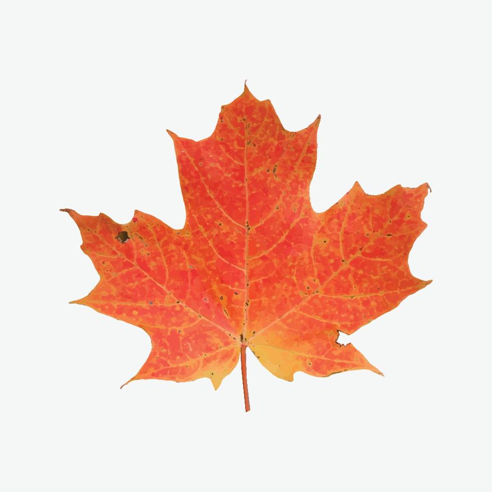 Abstract Vector Maple Leaf