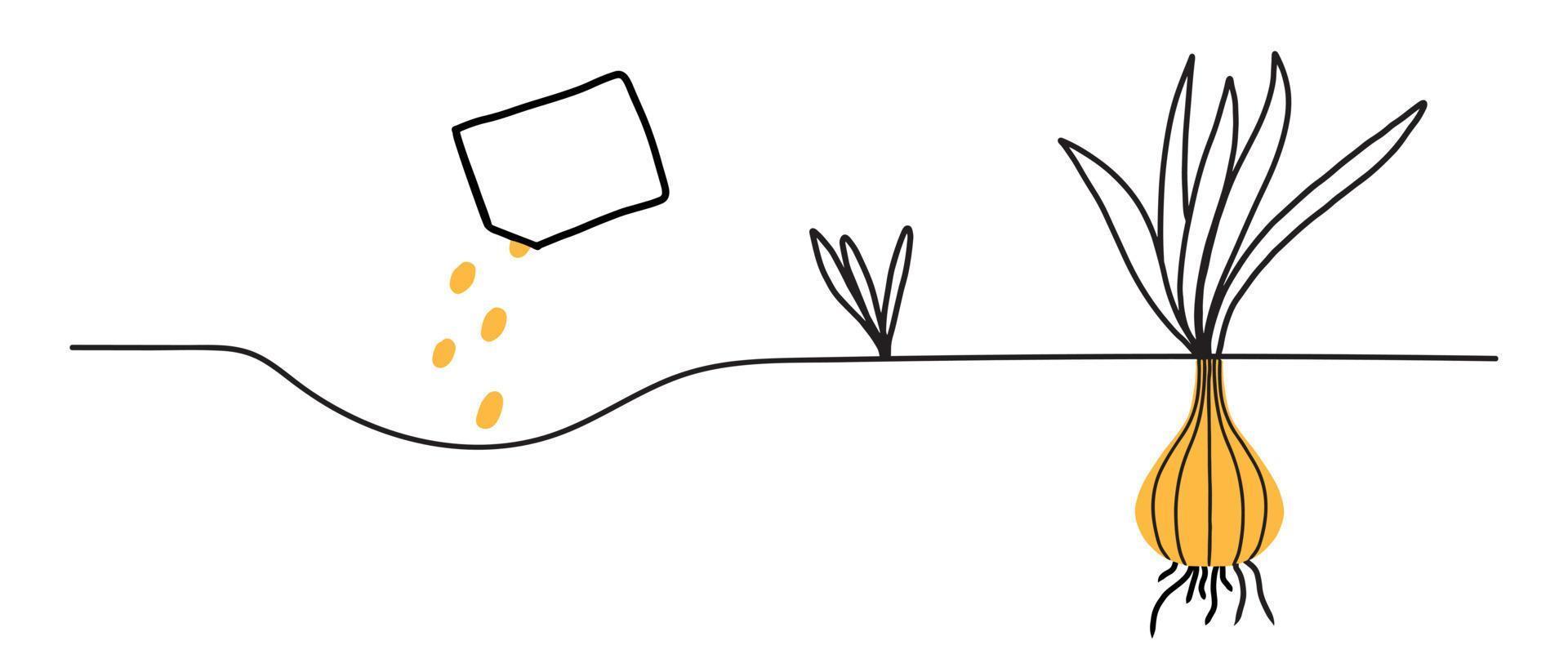 Onion growth stages. Life cycle of a onion plant. Instructions for planting onions .Vector