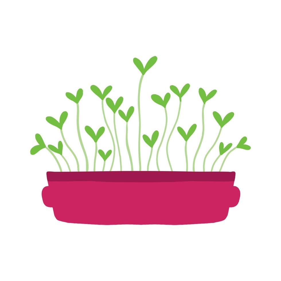 Pot of microgreens. Microgreens peas, radish, onion, arugula. sunflower, beets and others. Vector illustration isolated on white background. Drawn style.