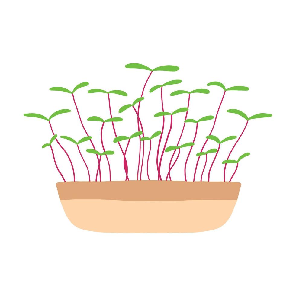 maceta de microvegetales. guisantes microgreens, rábano, cebolla, rúcula. girasol, remolacha y otros. ilustración vectorial aislado sobre fondo blanco. estilo dibujado. vector