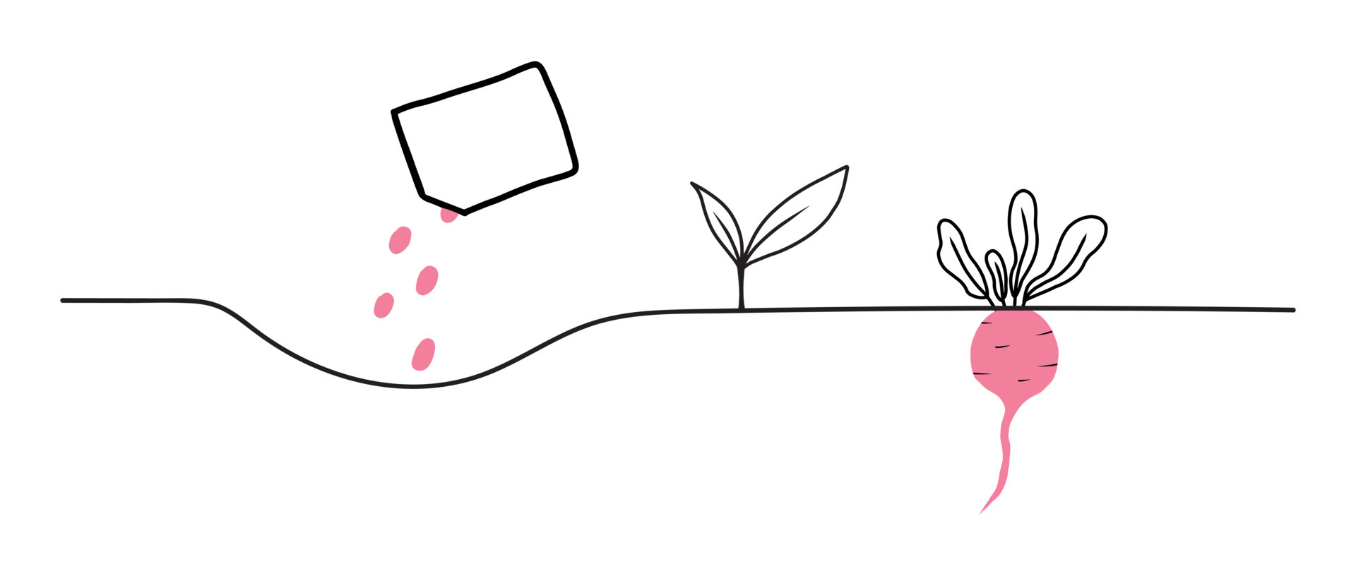 Radish growth stages. Life cycle of a radish plant. Instructions for planting radishs .Vector