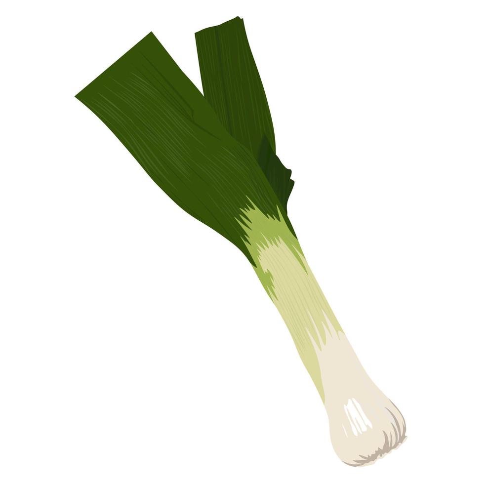 Leek vector stock illustration. Green onion stalks. Organic food, vegetable. Salad dressing. Isolated on a white background.